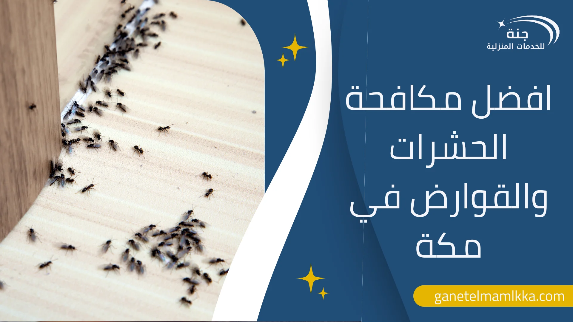 مكافحة الحشرات والقوارض في مكة