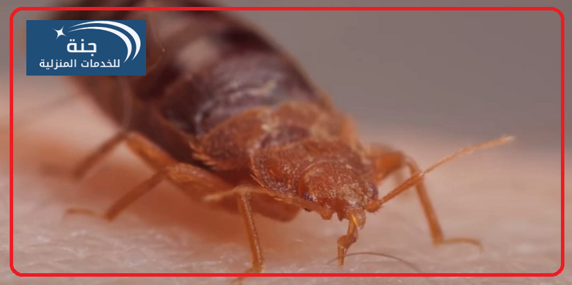 شركة مكافحة الصراصير برابغ